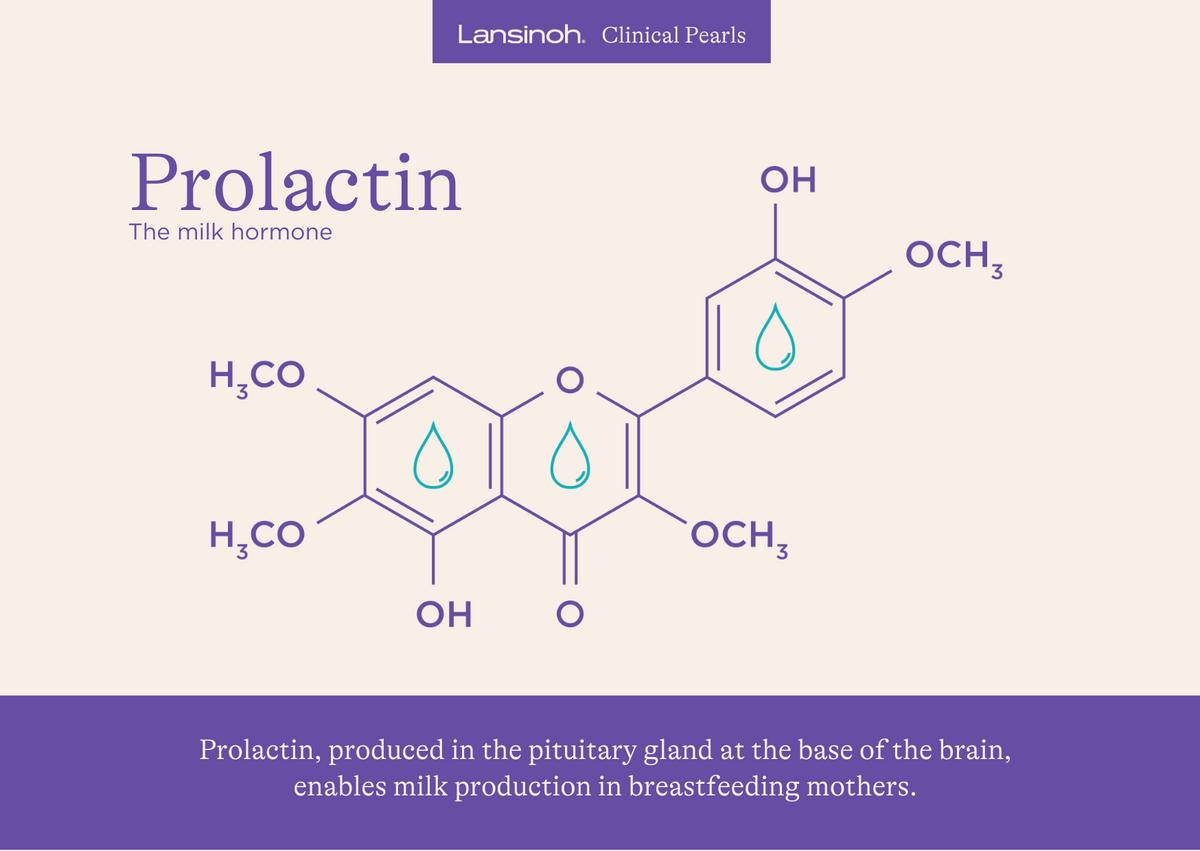 What is Prolactin? - image 1
