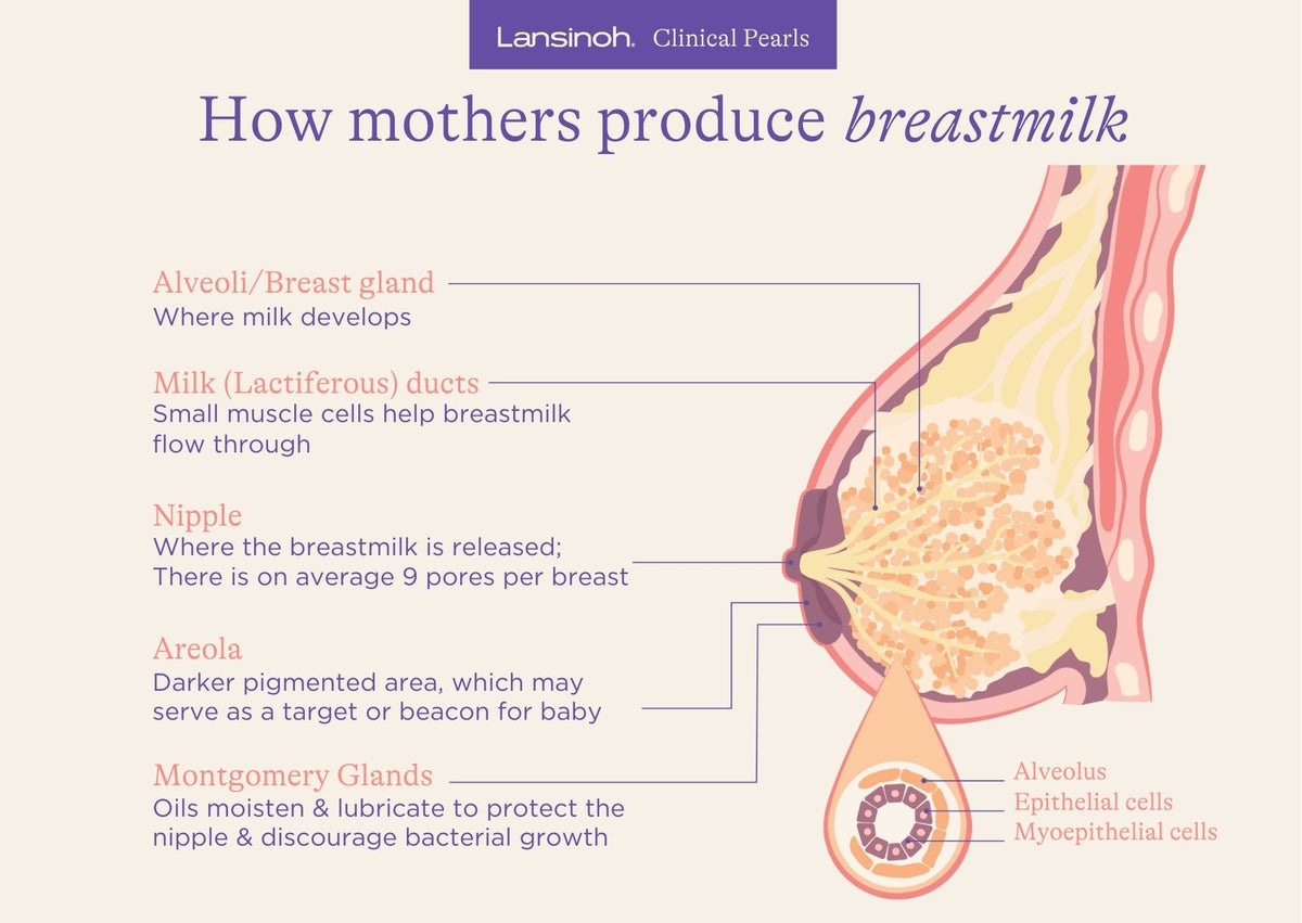 How Mothers Produce Breastmilk - image 1